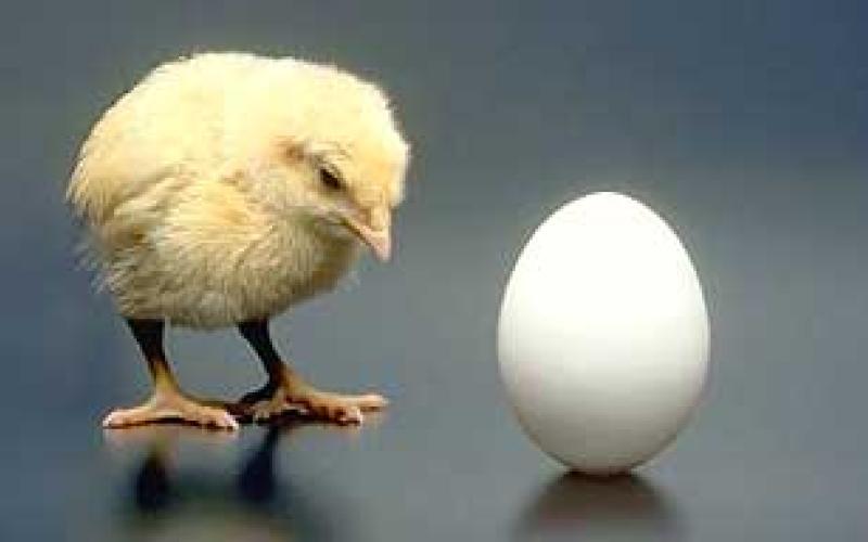 البيض والدجاج الى انخفاض واللاجئون احد اسباب الارتفاع