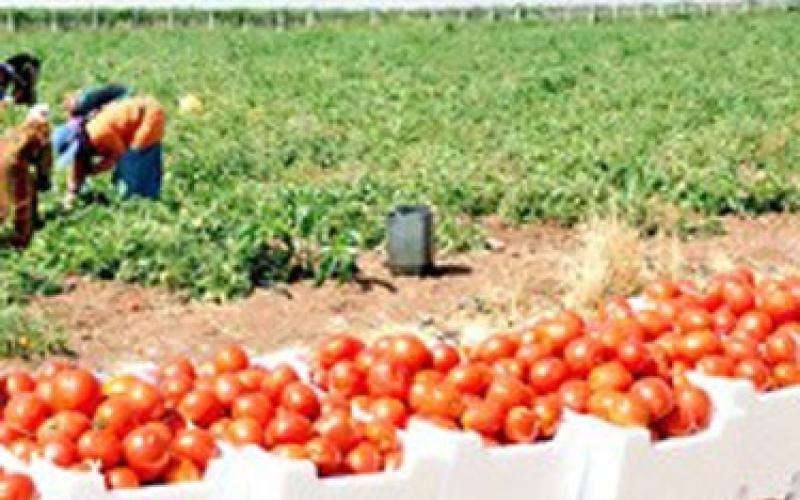 الكرك: اضراب مياومة الزراعة يهدد محصول البندورة