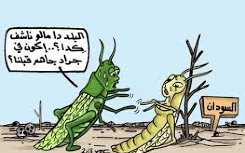 طاقة وقطط وجراد