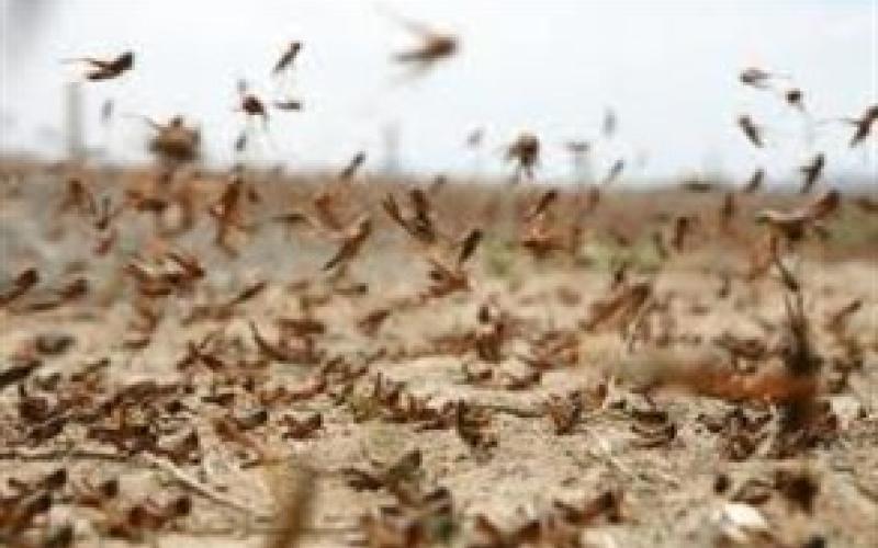 أعداد قليلة من الجراد تغادر المملكة