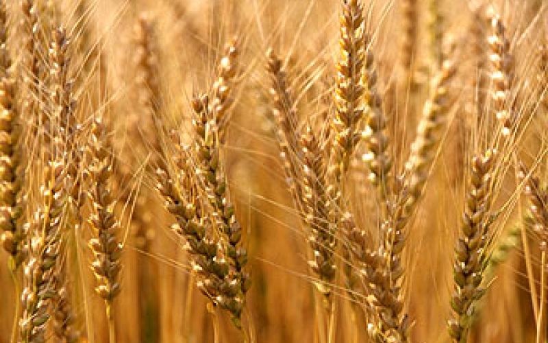 رويترز: الأردن رفض عروضا لشراء 100 ألف طن من القمح