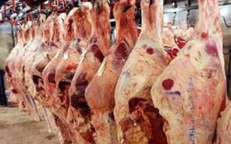 اسعار اللحوم المستوردة تستقر على الارتفاع 