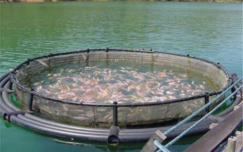 الإحصاءات: 19 بالمئة ارتفاع كمية إنتاج الأسماك 