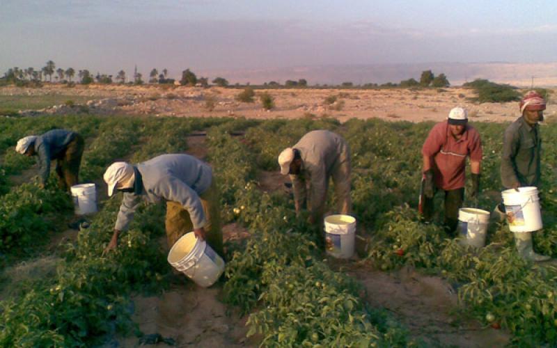 العمل تفتح الباب امام العمالة الوافدة في القطاع الزراعي 