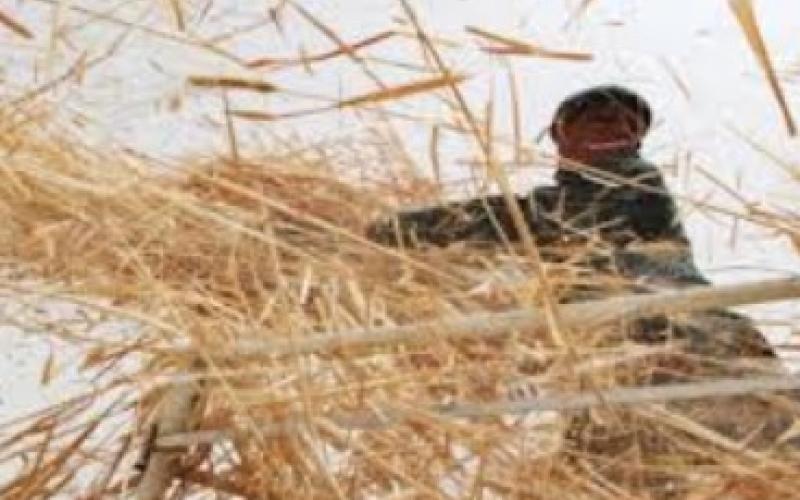 امطار نيسان: تنعش المياه وتضرب محاصيل القمح   