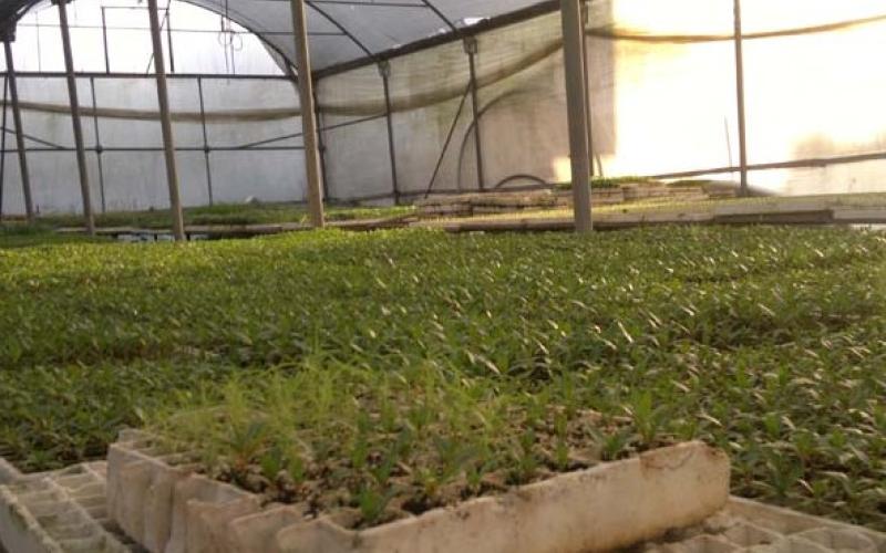 11 بالمئة انخفاض في انتاج الأشتال 