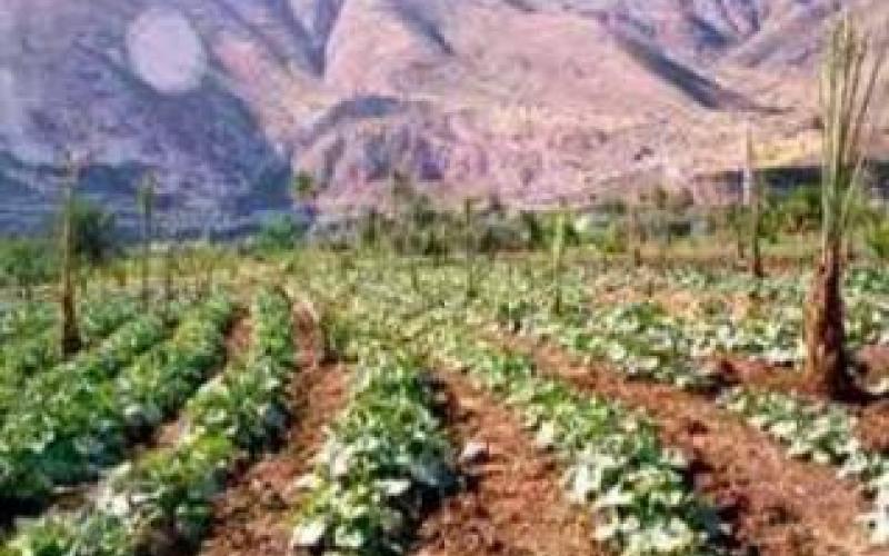 مداهمة مزرعة مخدرات في غور الاردن 