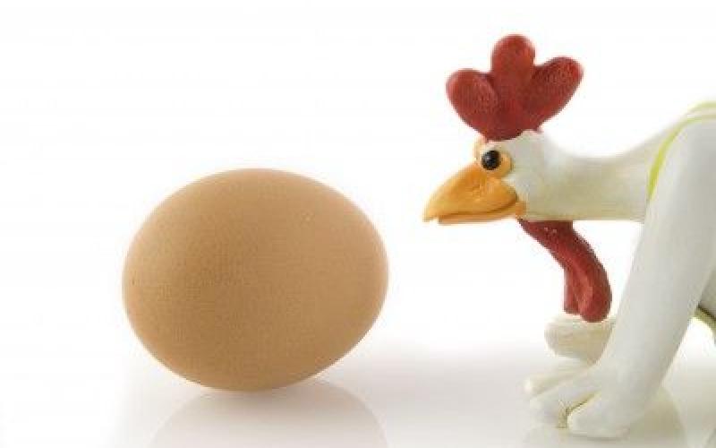 انتاج البيض والدجاج: لا مخاوف 