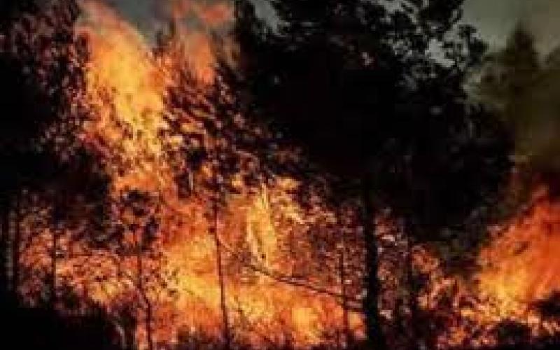 حريق يطال 80 دونم في اربد