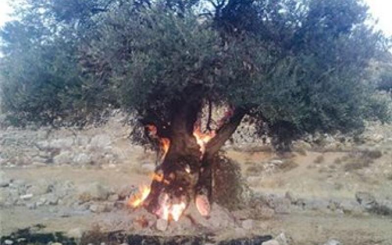 مستوطنون يحرقون 15 دونما في جنوب نابلس