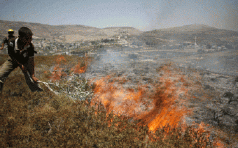 نابلس: مستوطنون يضرمون النار بأراض زراعية 