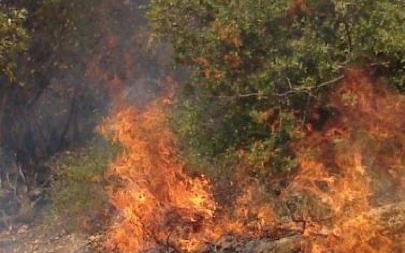 حريق جفين يأتي على 250 شجرة حرجية