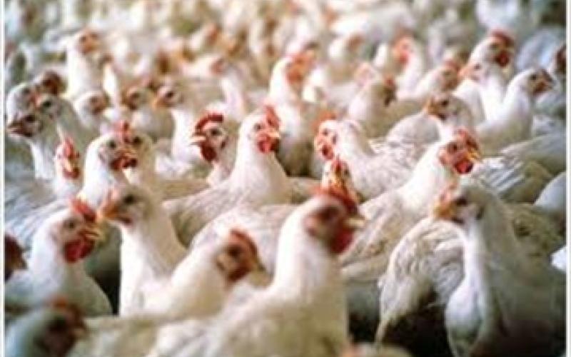 تراجع أسعار الدواجن