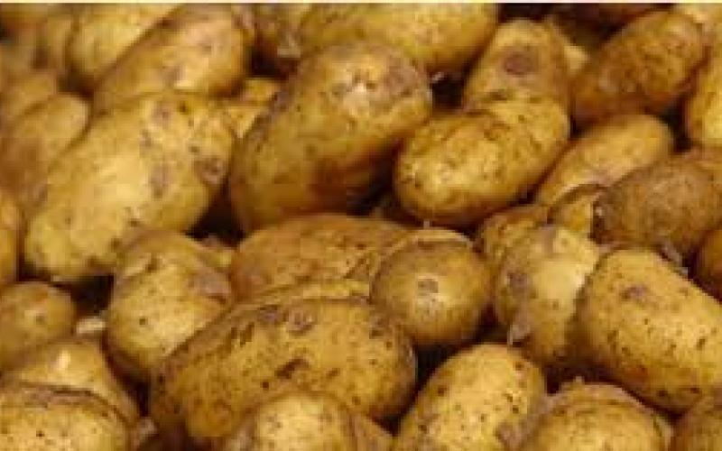الزراعة ترفض دخول شحنتي ثوم وبطاطا لعدم مطابقتهما للمواصفات