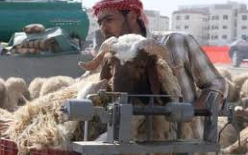 اتحاد المزارعين يحذر من عزوف مربي الأغنام عن تصديرها (الصوت)