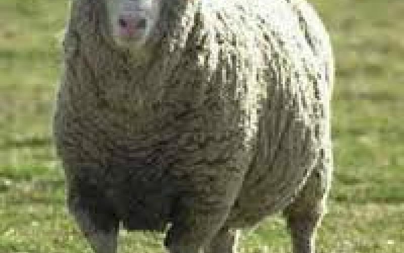 الامانة تحدد "14" موقعا لبيع وذبح الأضاحي