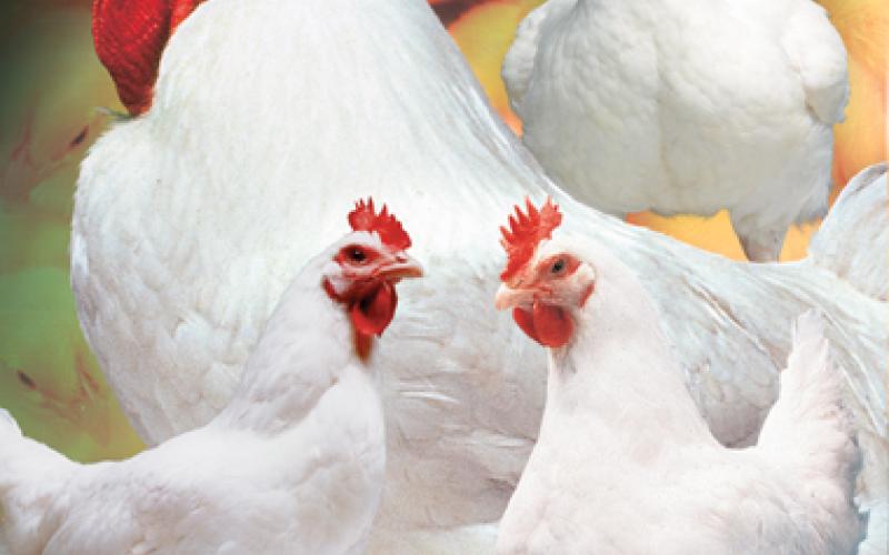الجوابرة: أسعار المعكرونة ثابتة..وتوقعات بارتفاع أسعار البيض والدجاج