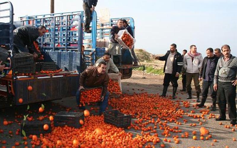 اتحاد المزارعين: استمرار استيراد الحمضيات سيؤثر سلباً على مزارعي الأردن