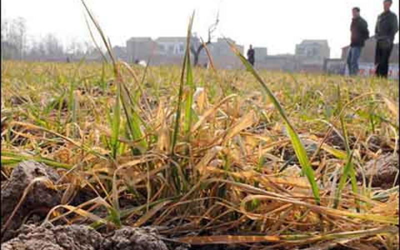 مطالبات بجلسة طارئة لبحث الوضع الزراعي وحالة الجفاف