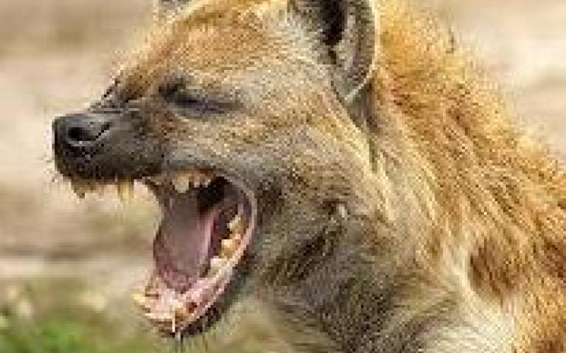 سواليف الضباع