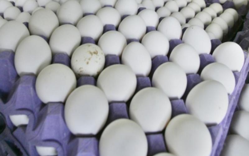 دعوة لإلغاء تسعيرة بيض المائدة لانخفاض الأسعار