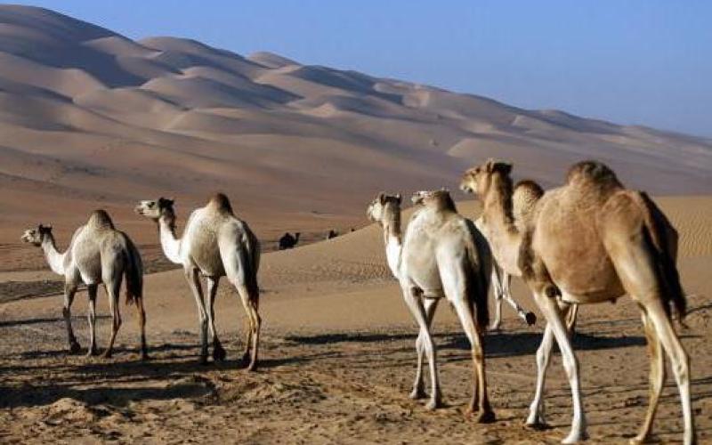 الزراعة: الإبل بالأردن خالية من "الكورونا"