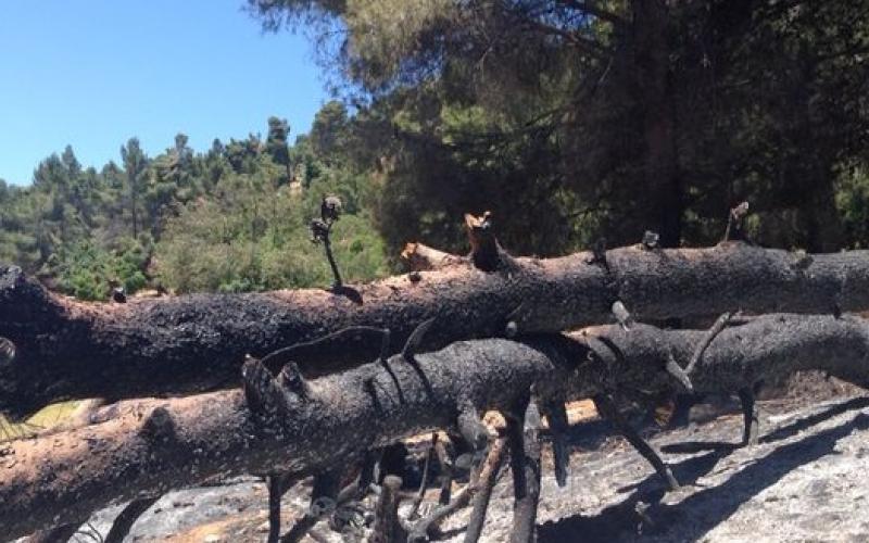 دبين: حريق مفتعل يأتي على 350 شجرة حرجية