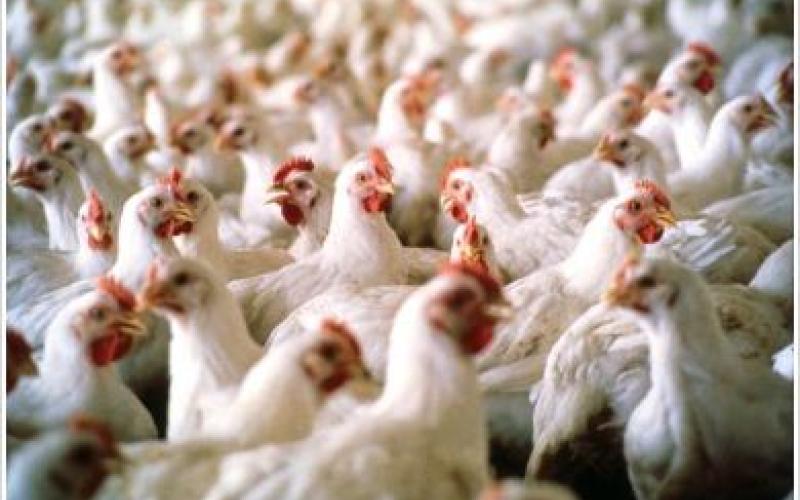 "حماية المستهلك": لا مبرر لارتفاع أسعار الدواجن