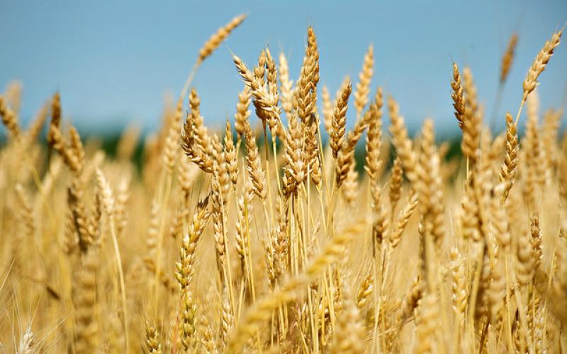 الأردن يلغي مناقصة لشراء 100 ألف طن قمح