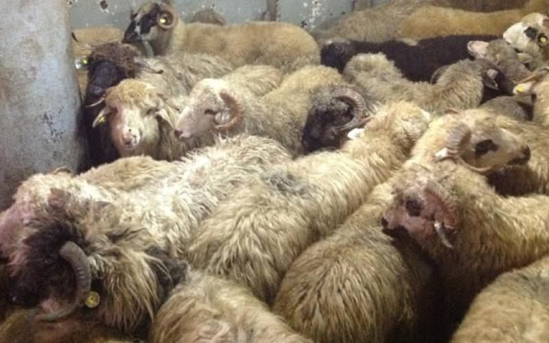 وقف استيراد الماشية من رومانيا