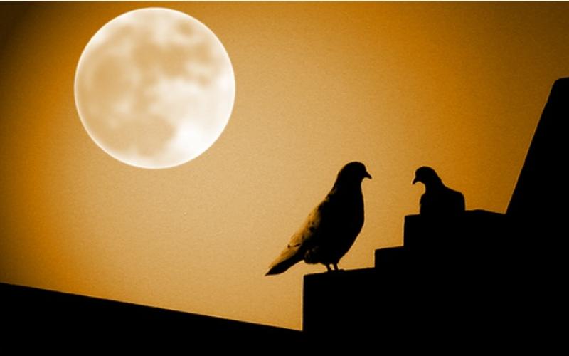 قمر الحصادين يضيء سماء الأردن الاثنين