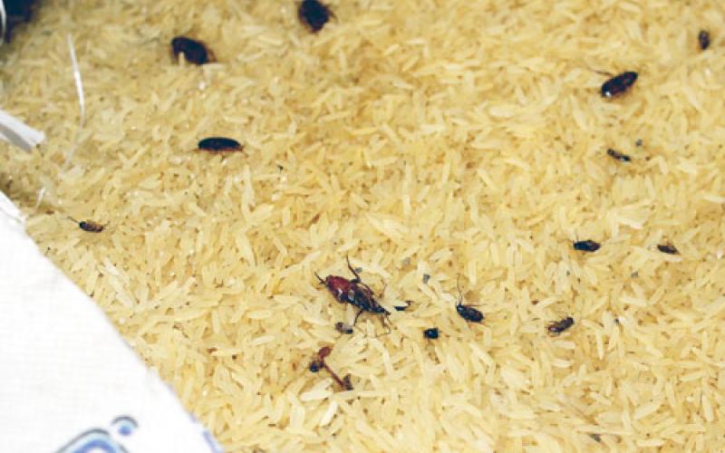  ضبط 200 طن أرز غير صالح للاستهلاك البشري