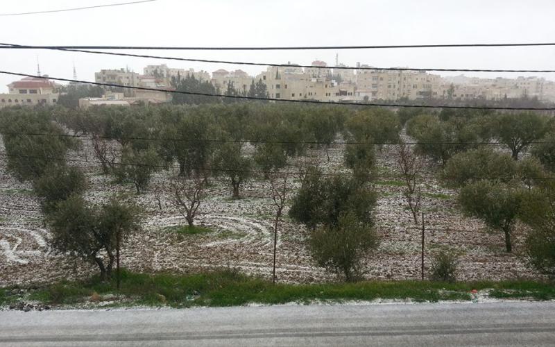 بداية تساقط الثلوج في الجبيهة - روز نصر