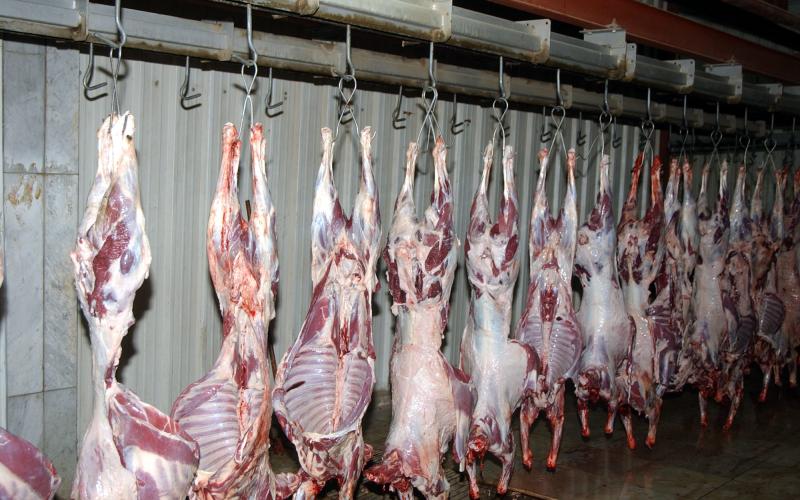 دائرة المسالخ في الأمانة تواصل عملها خلال العاصفة الثلجية