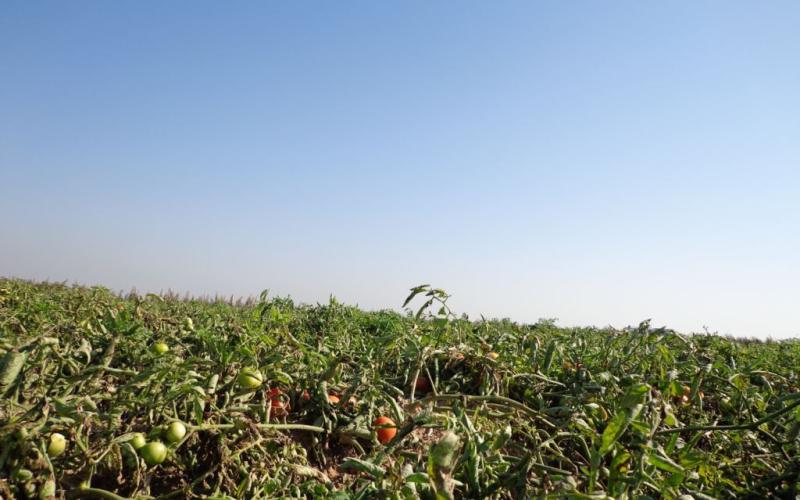 "مزارعي وادي الأردن": تلف 90% من الخضراوات بسبب العاصفة