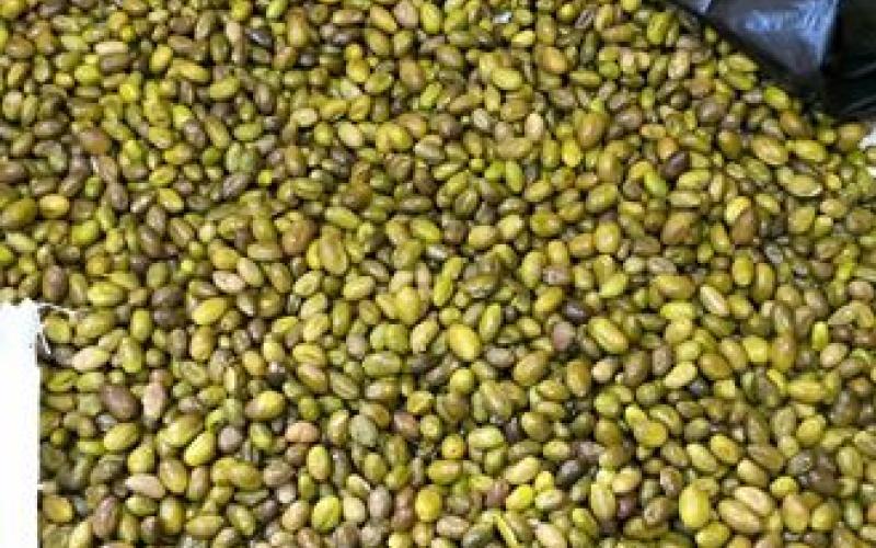 القبض على شخص حاول تهريب حبوب مخدرة بثمار الزيتون