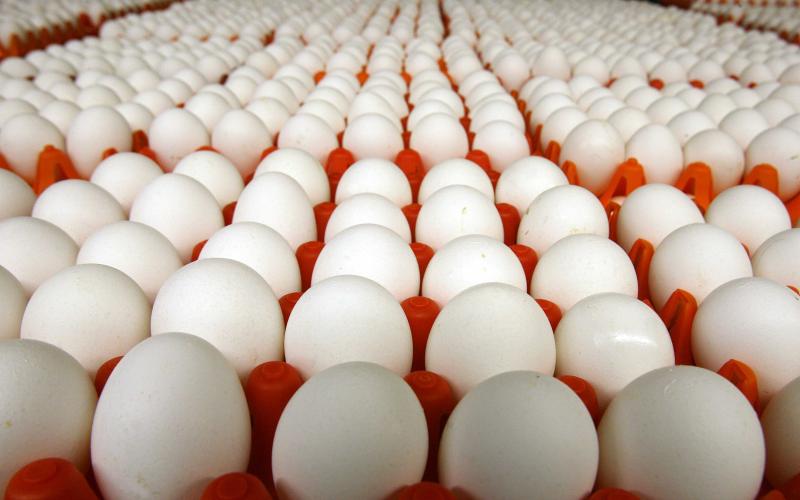 فائض بإنتاج البيض مع توقف التصدير لدول الجوار