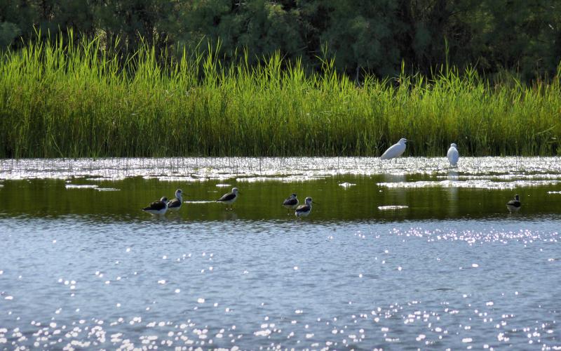 محمية الأزرق تجاهد لاستعادة مياهها وطيورها المهاجرة