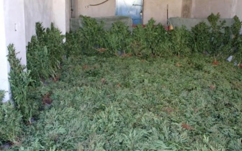 ضبط 290 كليو غرام مارجوانا في البلقاء