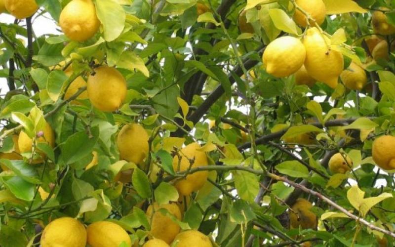 الزراعة لن تسمح بدخول الليمون غير الناضج لاسواق الخضار المركزية