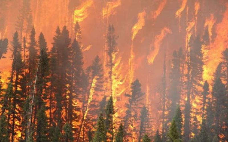 1300 شجرة حصيلة حرائق مفتعلة خلال 7 أشهر