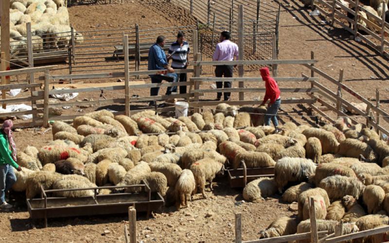 بلتاجي : تخصيص مواقع لبيع وذبح الاضاحي في عمان وفقا للمعايير والاشتراطات الصحية والبيئية