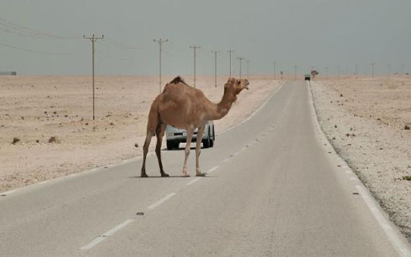 وفاة نتيجة اصطدام مركبة بجمل