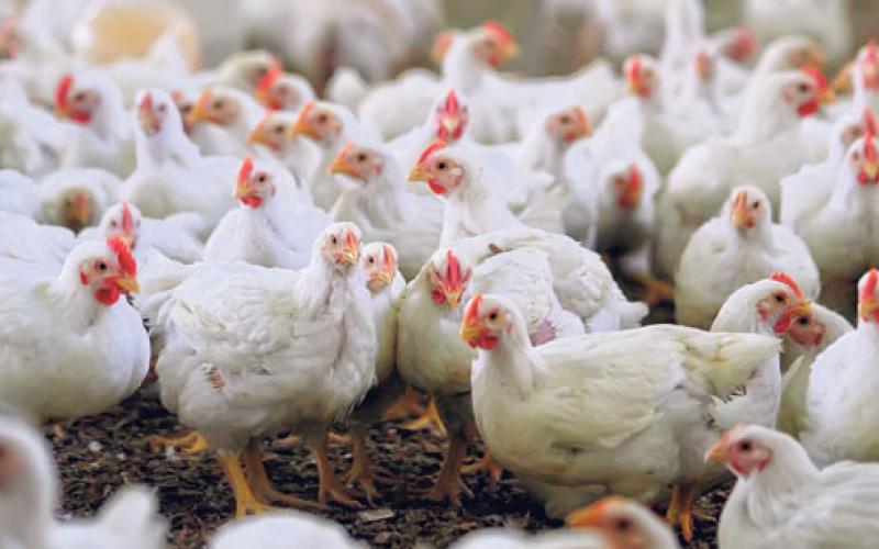 ارتفاع على أسعار الدواجن من 12-15%