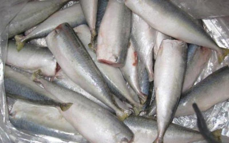 "الغذاء والدواء": ديدان السمك مصدرها خلل في العرض