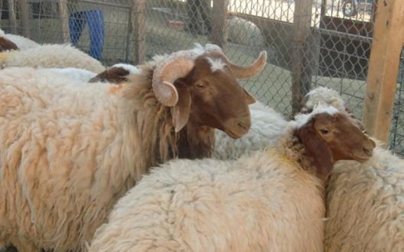 "حماية المستهلك": أسعار الأضاحي مرتفعة ومبالغ فيها