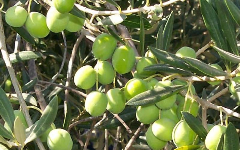 الزراعة: أمطار تشرين مؤشر إيجابي لموسم الزيتون