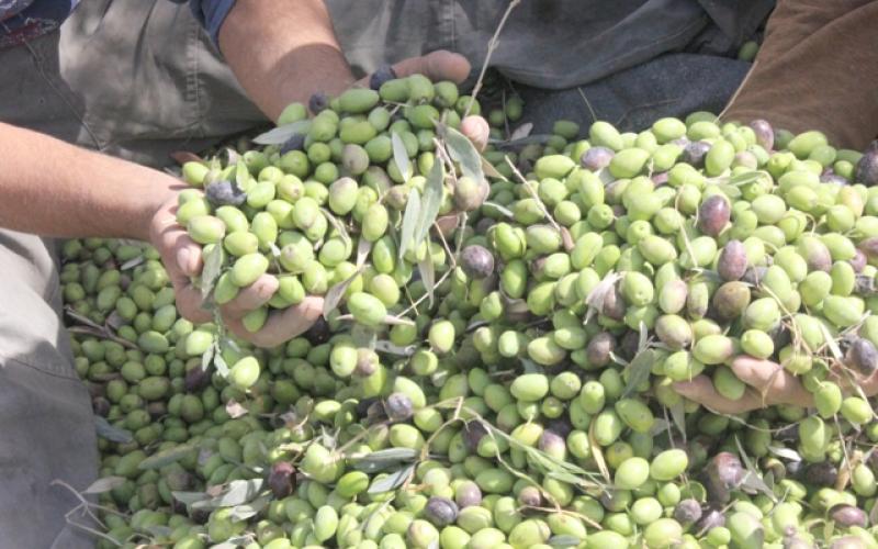 الزراعة: تصدير الزيتون لإسرائيل لا يؤثر على السوق المحلي