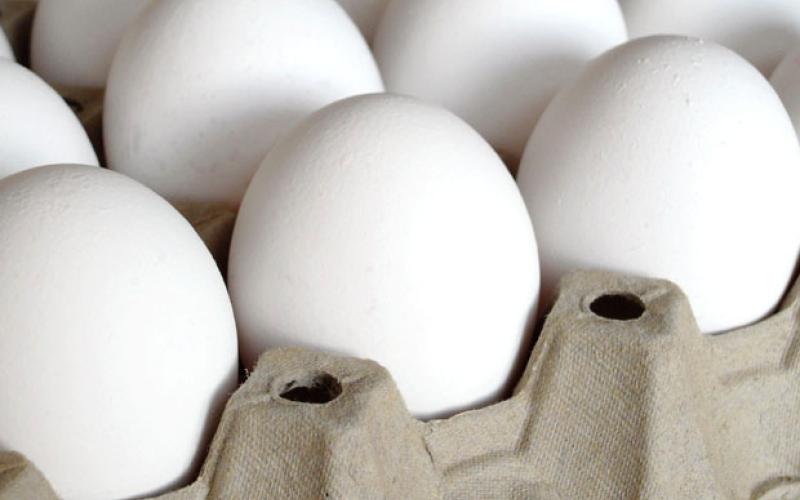 33 مركزاً لبيع البيض للحيلولة دون تدخل الوسطاء