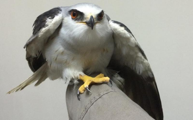 حماية البيئة تضبط صيادين بحوزتهم طيور ممنوع صيدها